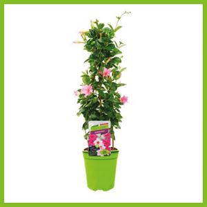 Afbeelding van Kp19 Sundaville Piramide Cream